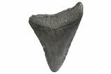 Fossil Megalodon Tooth - South Carolina #340591-1